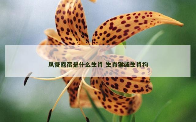 风餐露宿是什么生肖 生肖猴或生肖狗