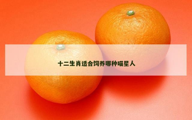 十二生肖适合饲养哪种喵星人