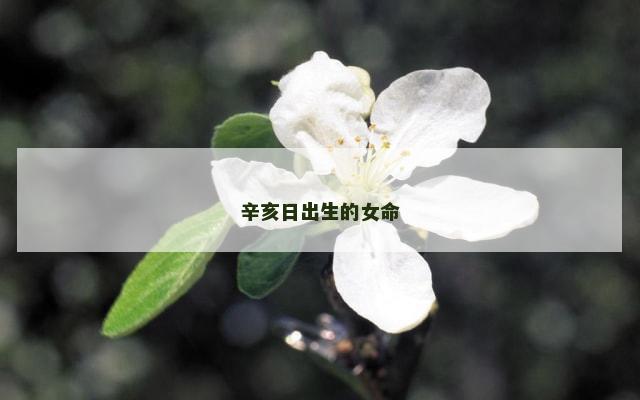 辛亥日出生的女命