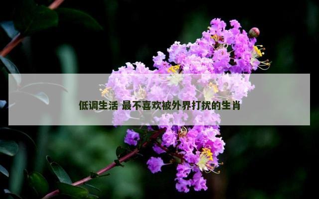低调生活 最不喜欢被外界打扰的生肖