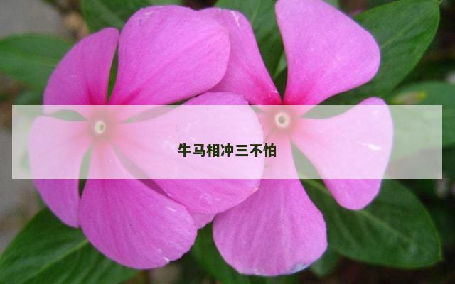 牛马相冲三不怕