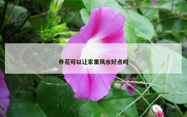 养花可以让家里风水好点吗