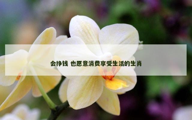 会挣钱 也愿意消费享受生活的生肖