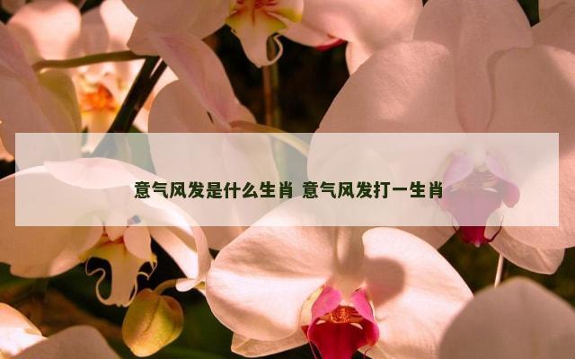 意气风发是什么生肖 意气风发打一生肖