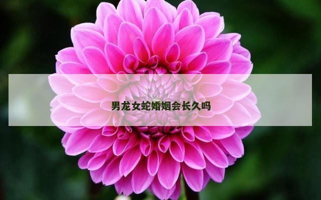 男龙女蛇婚姻会长久吗
