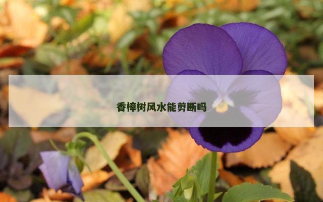 香樟树风水能剪断吗
