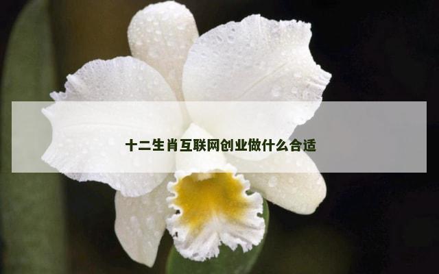 十二生肖互联网创业做什么合适