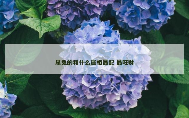 属兔的和什么属相最配 最旺财