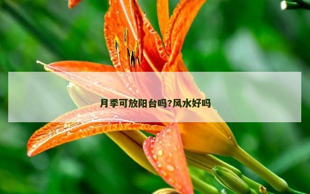 月季可放阳台吗?风水好吗