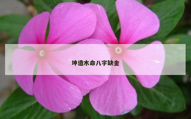 坤造木命八字缺金