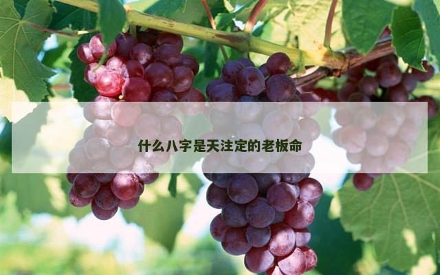 什么八字是天注定的老板命