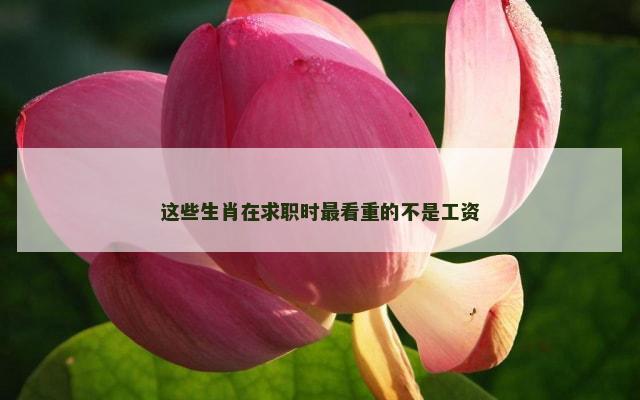 这些生肖在求职时最看重的不是工资