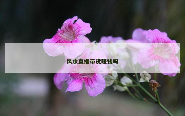 风水直播带货赚钱吗