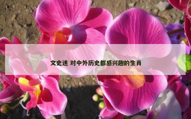 文史迷 对中外历史都感兴趣的生肖
