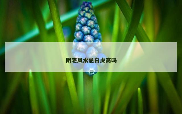 阴宅风水忌白虎高吗