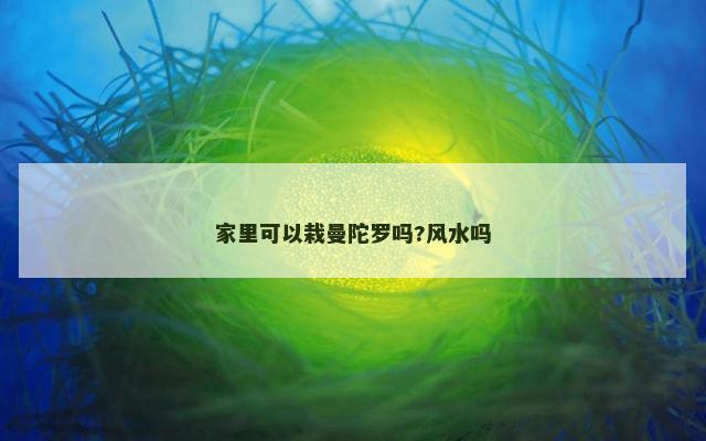 家里可以栽曼陀罗吗?风水吗