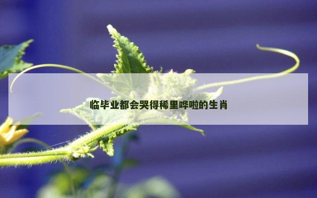 临毕业都会哭得稀里哗啦的生肖