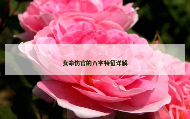 女命伤官的八字特征详解