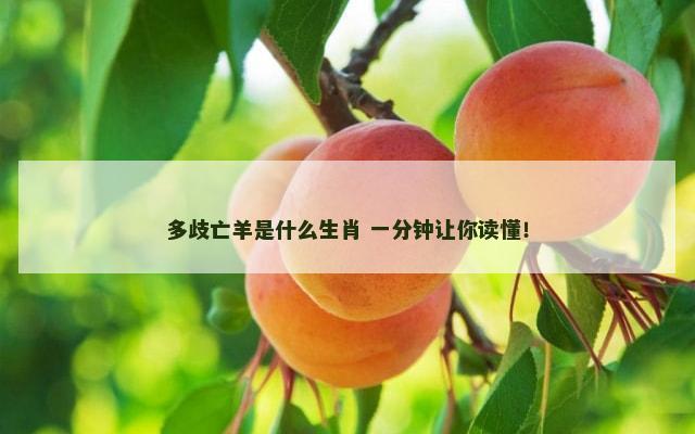 多歧亡羊是什么生肖 一分钟让你读懂！