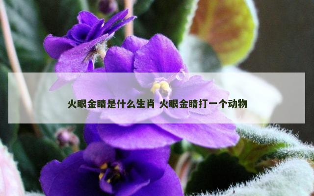 火眼金睛是什么生肖 火眼金睛打一个动物