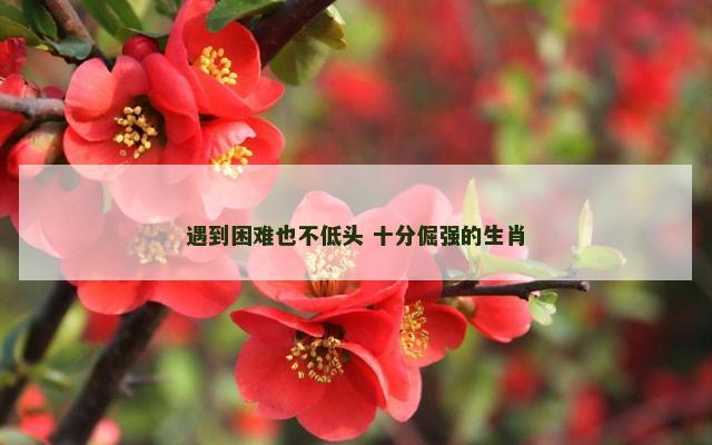 遇到困难也不低头 十分倔强的生肖