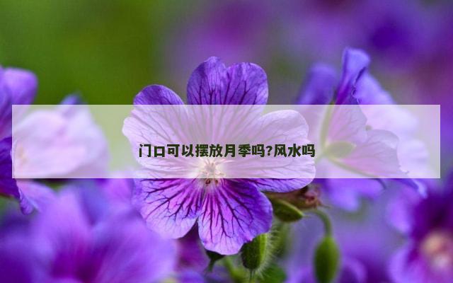 门口可以摆放月季吗?风水吗