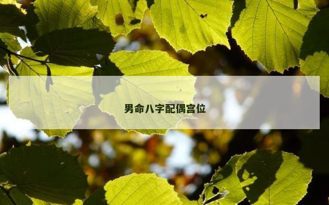 男命八字配偶宫位