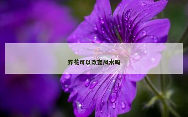 养花可以改变风水吗