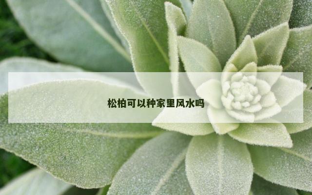 松柏可以种家里风水吗