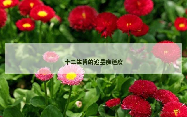 十二生肖的追星痴迷度