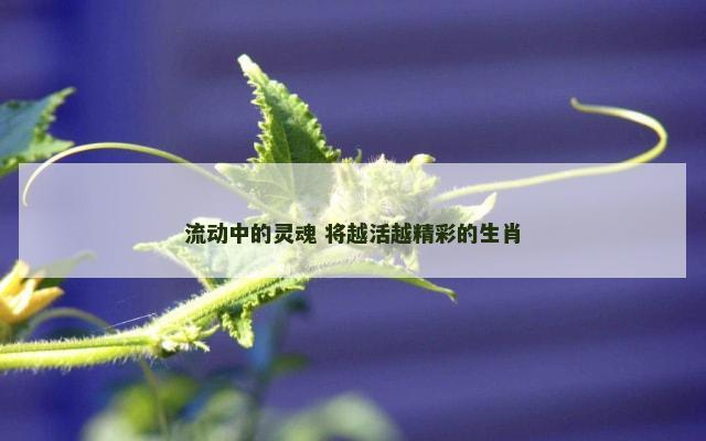 流动中的灵魂 将越活越精彩的生肖