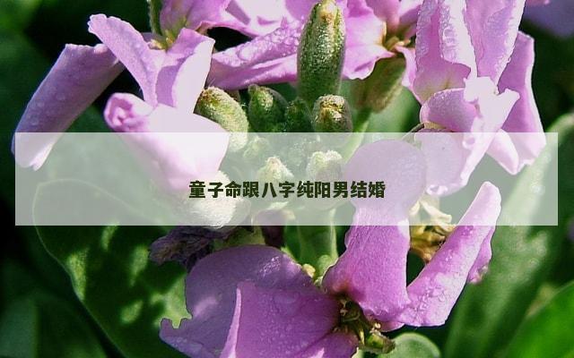 童子命跟八字纯阳男结婚