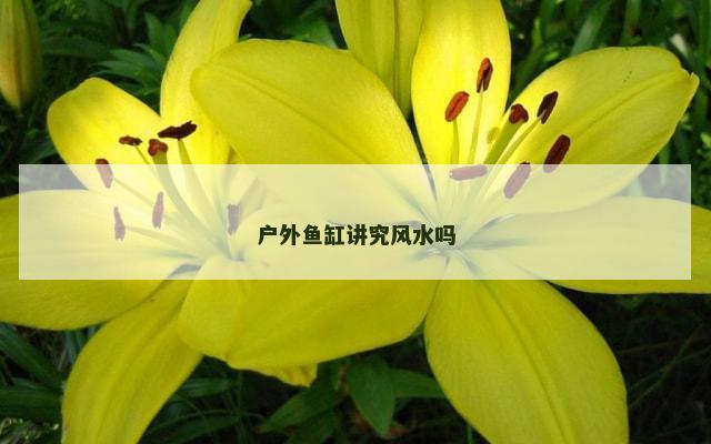 户外鱼缸讲究风水吗