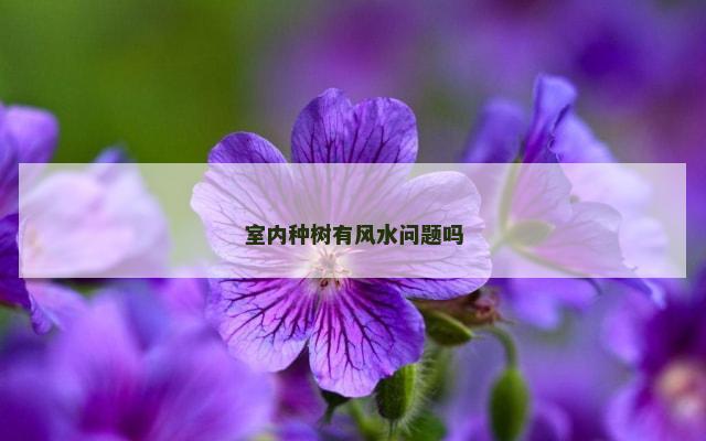 室内种树有风水问题吗