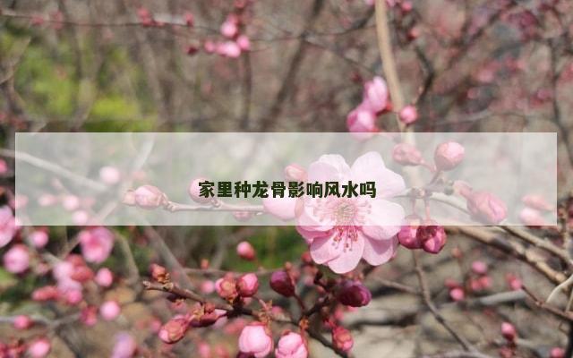 家里种龙骨影响风水吗