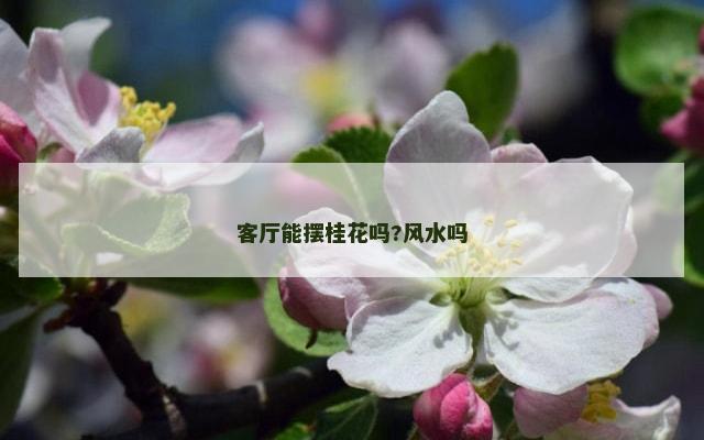 客厅能摆桂花吗?风水吗