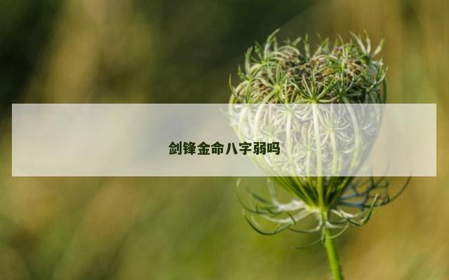 剑锋金命八字弱吗