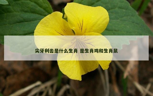 尖牙利齿是什么生肖 是生肖鸡和生肖鼠