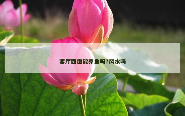 客厅西面能养鱼吗?风水吗