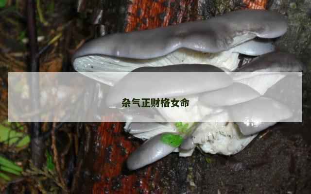 杂气正财格女命
