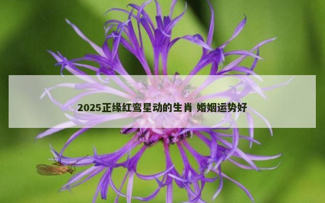 2025正缘红鸾星动的生肖 婚姻运势好