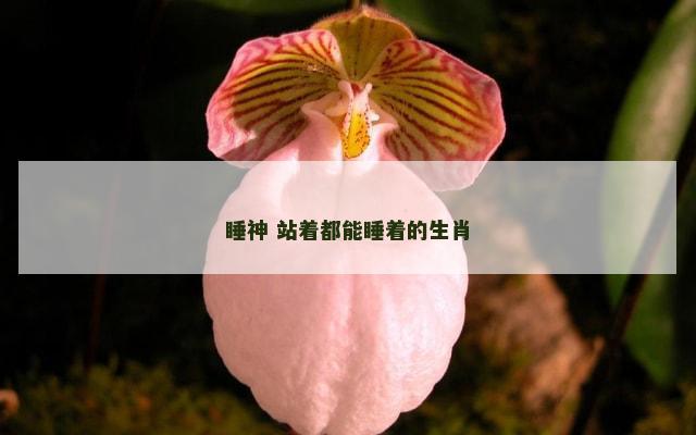 睡神 站着都能睡着的生肖