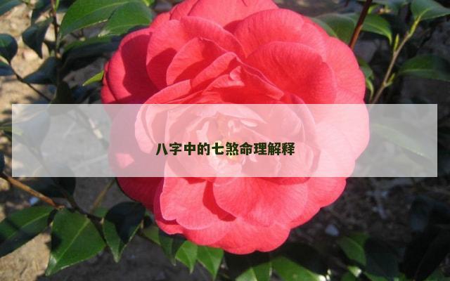 八字中的七煞命理解释