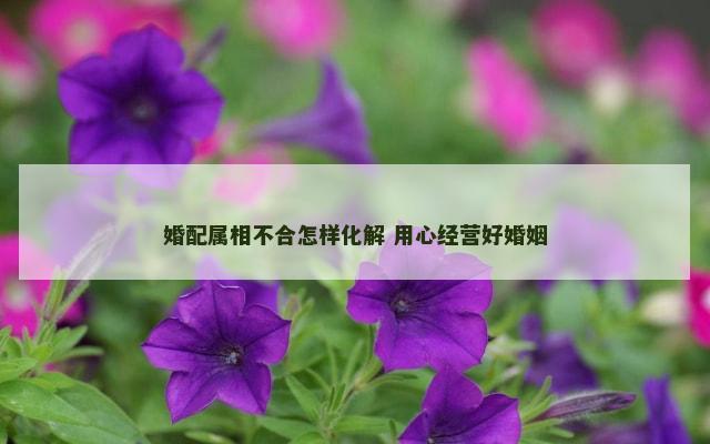 婚配属相不合怎样化解 用心经营好婚姻