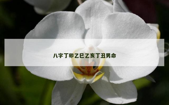 八字丁卯乙巳乙亥丁丑男命