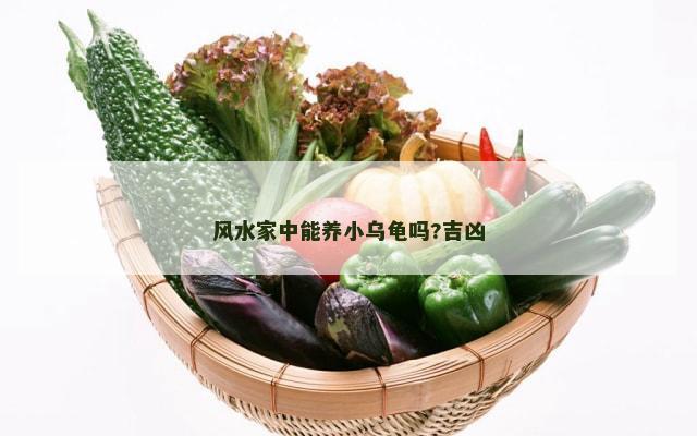 风水家中能养小乌龟吗?吉凶