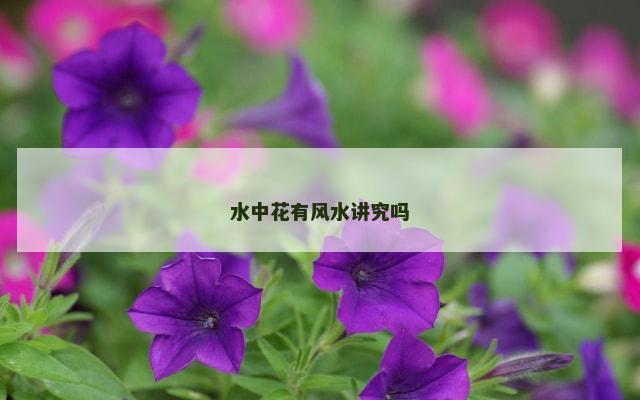 水中花有风水讲究吗