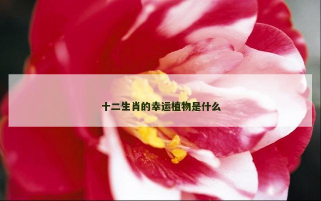 十二生肖的幸运植物是什么