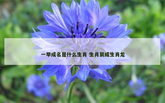 一举成名是什么生肖 生肖鼠或生肖龙