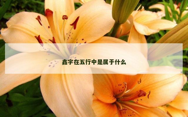 鑫字在五行中是属于什么